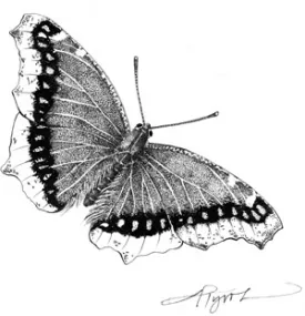 lastbutterflies.jpg thumbnail
