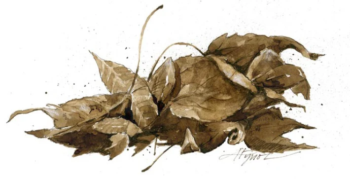 leaf_litter_web.jpg