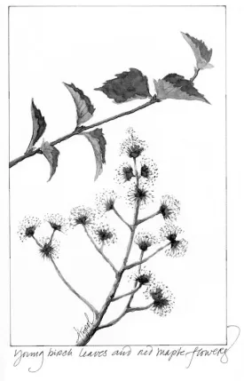 leaf_web.jpg thumbnail