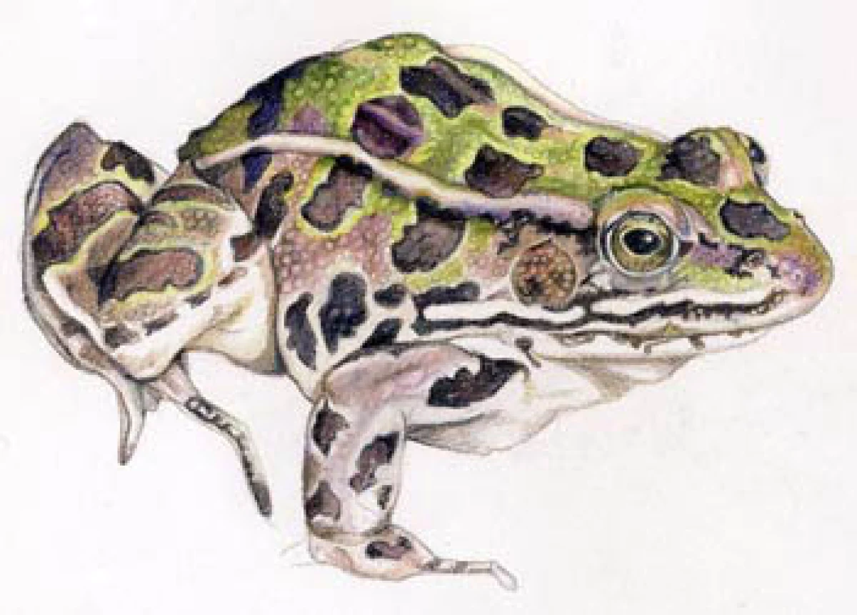 leopard_frog_web-3.jpg