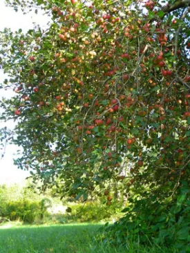 loaded_apples800.jpg thumbnail