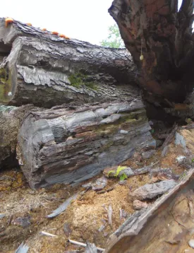 log.jpg thumbnail
