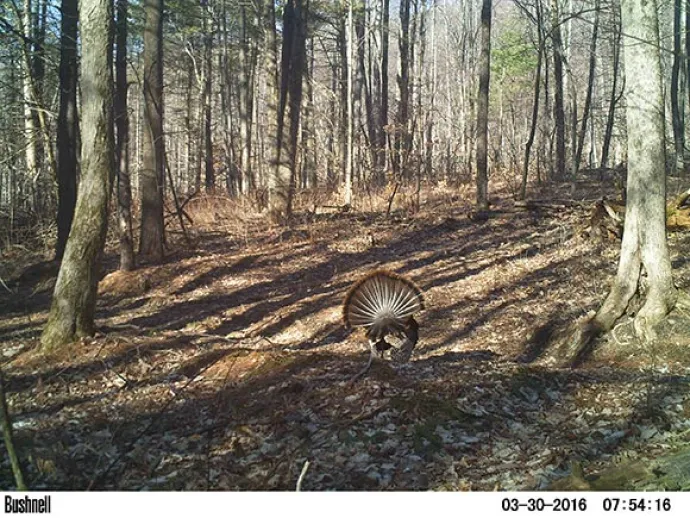 lonely_turkey_3.jpg