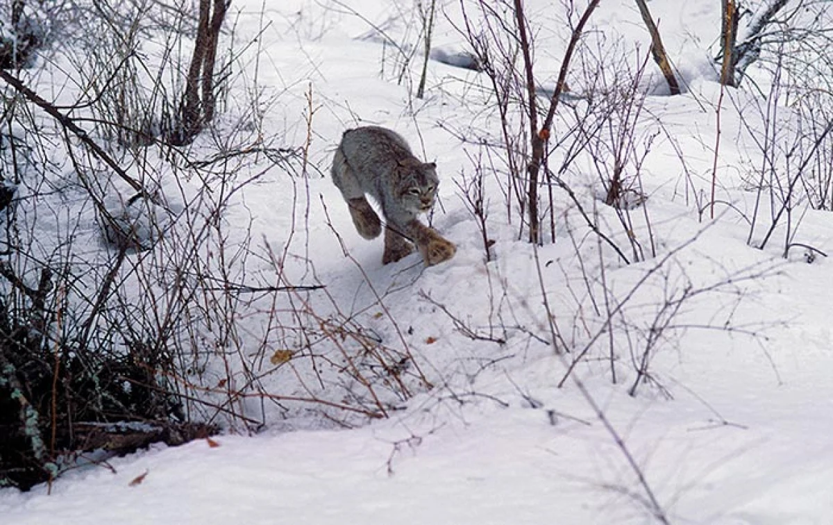lynx_northern_forest_2.jpg