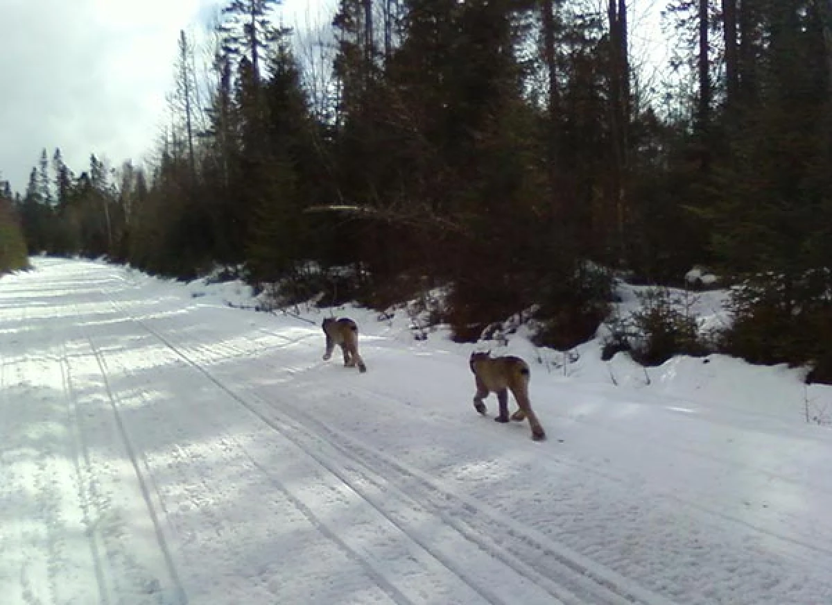 lynx_northern_forest_4.jpg