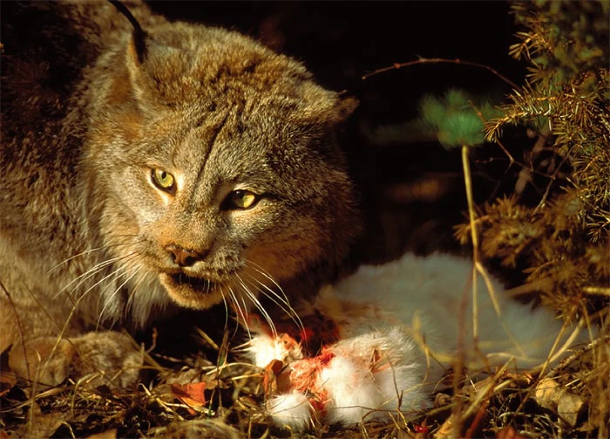 lynx_northern_forest_8.jpg