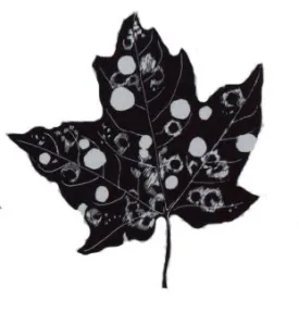 maple_cutter.jpg thumbnail