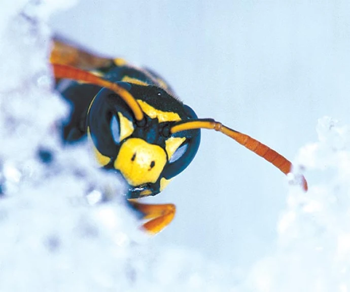marching_ant.jpg