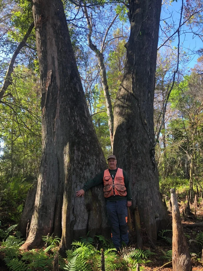 Old tree