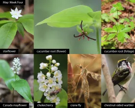 May nature thumbnail