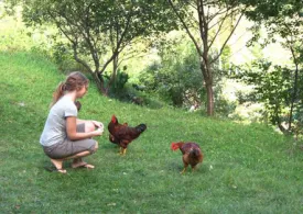 meghen_with_chickens_003.jpg thumbnail