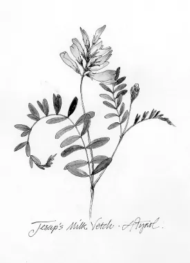 milk_vetch.jpg thumbnail