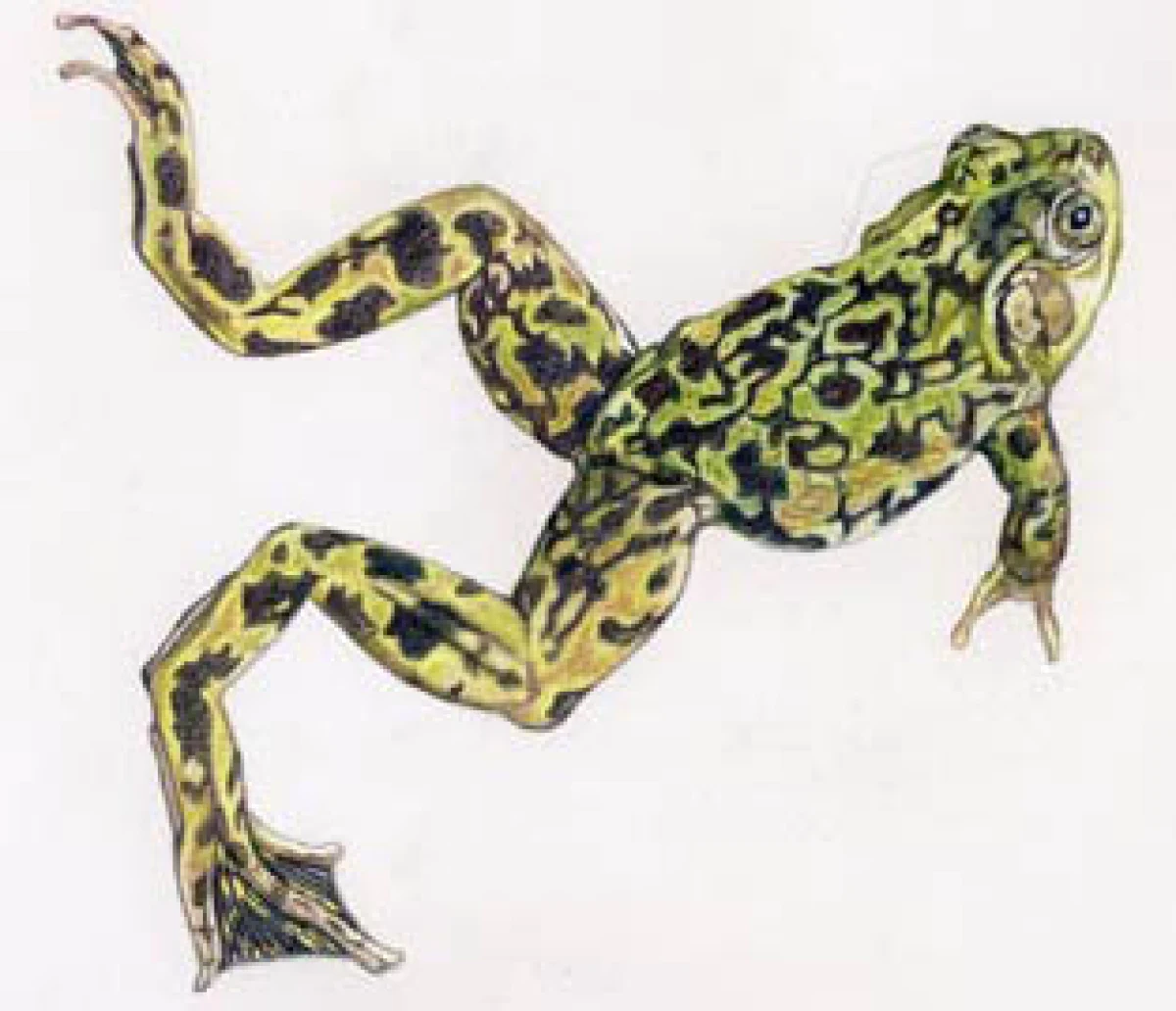 mink_frog_web-10.jpg
