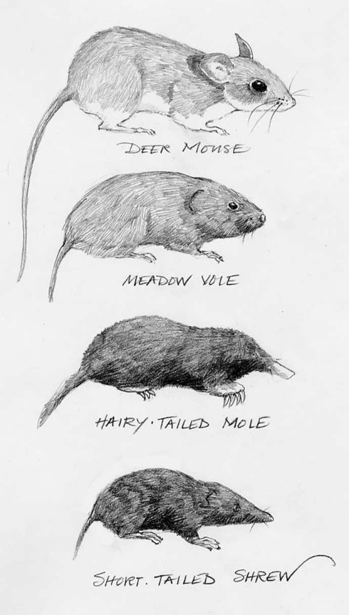 mole_vole.jpg