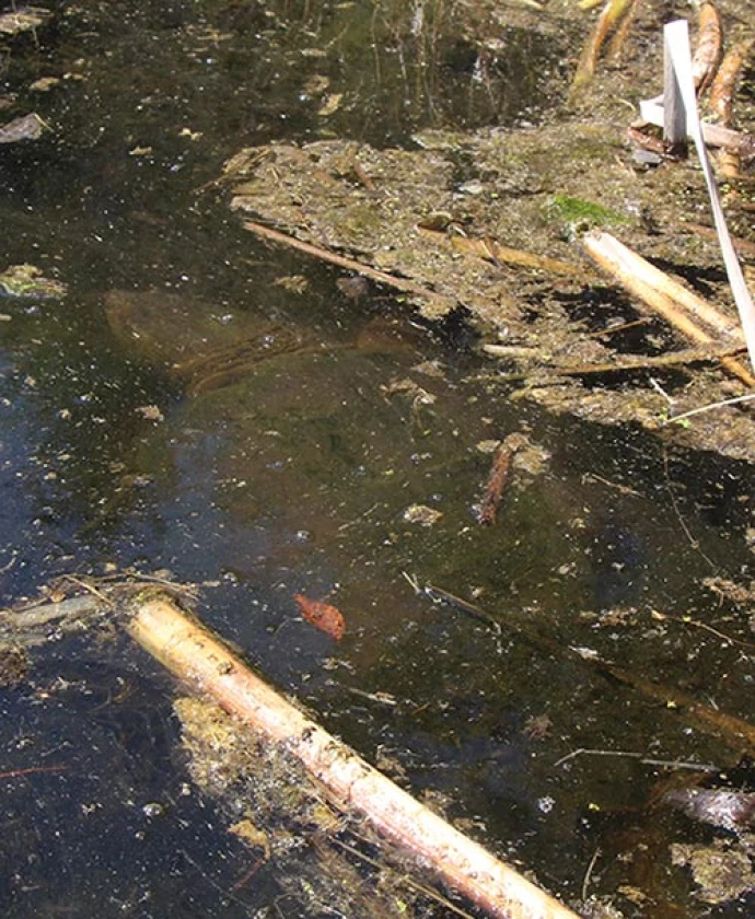 monster-snapper-web.jpg