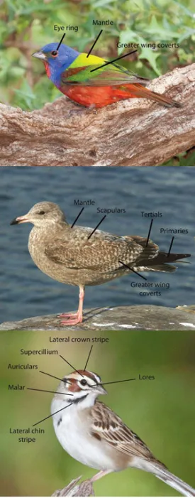 morph123.jpg thumbnail