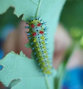moth_coverA.jpg thumbnail