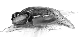 mudpuppy.jpg thumbnail