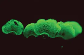 mushroomsA.jpg thumbnail