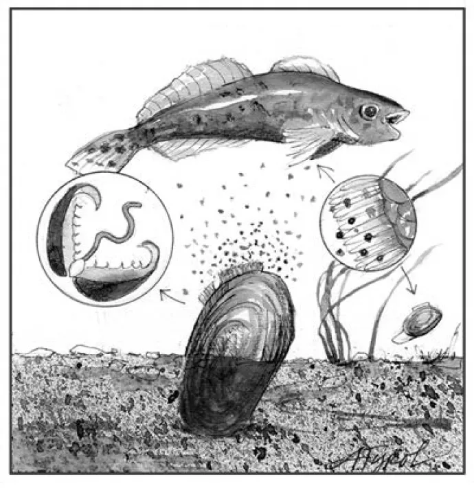 mussels_web.jpg