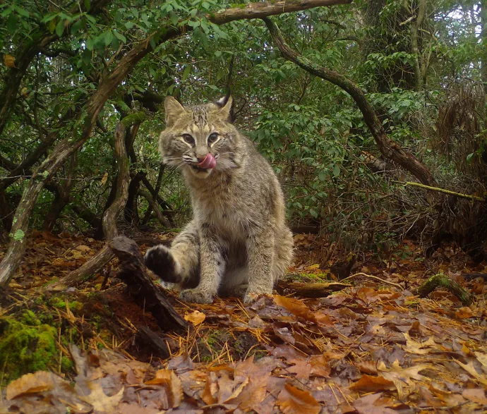 Bobcat game camera