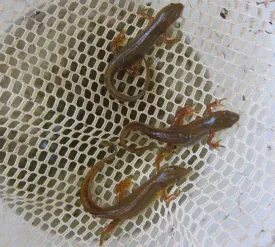 newt.jpg thumbnail