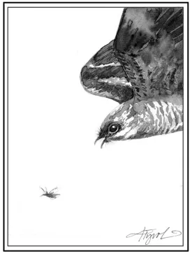 nighthawk_web.jpg thumbnail