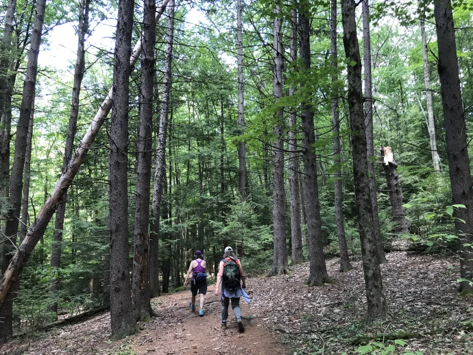 Hikers in norway spruce