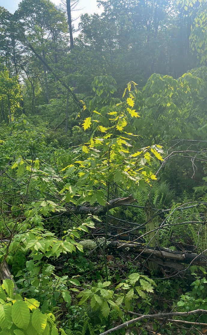 oak-sapling-treetops.jpg