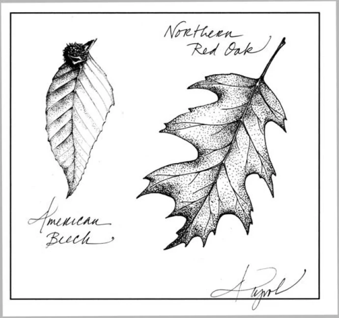 oak_and_beech.jpg