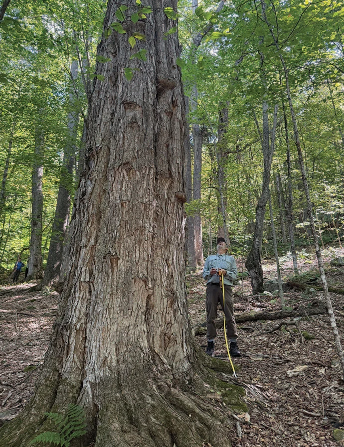 Large old tree