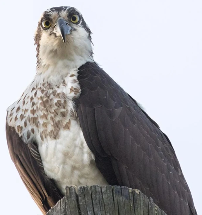 osprey_header.jpg
