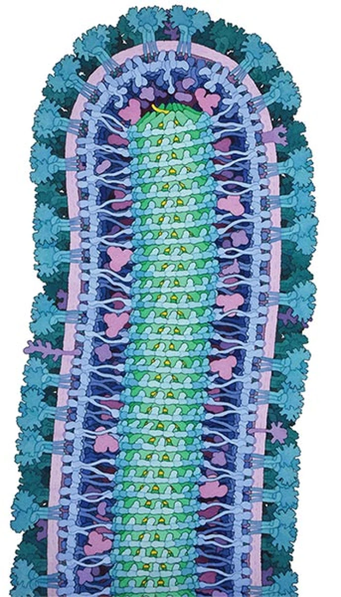 outdoor_palette_ebola.jpg