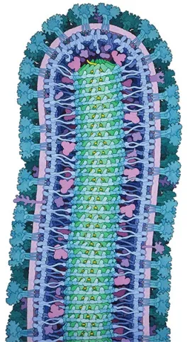 outdoor_palette_ebola.jpg thumbnail