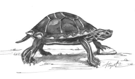 painted_turtle.jpg thumbnail