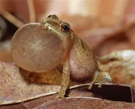 peeper_keeper.jpg thumbnail