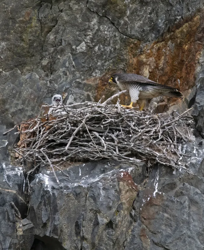 Peregrine falcons