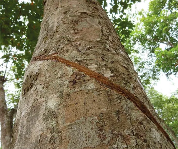 peruvian-forest-products6.jpg