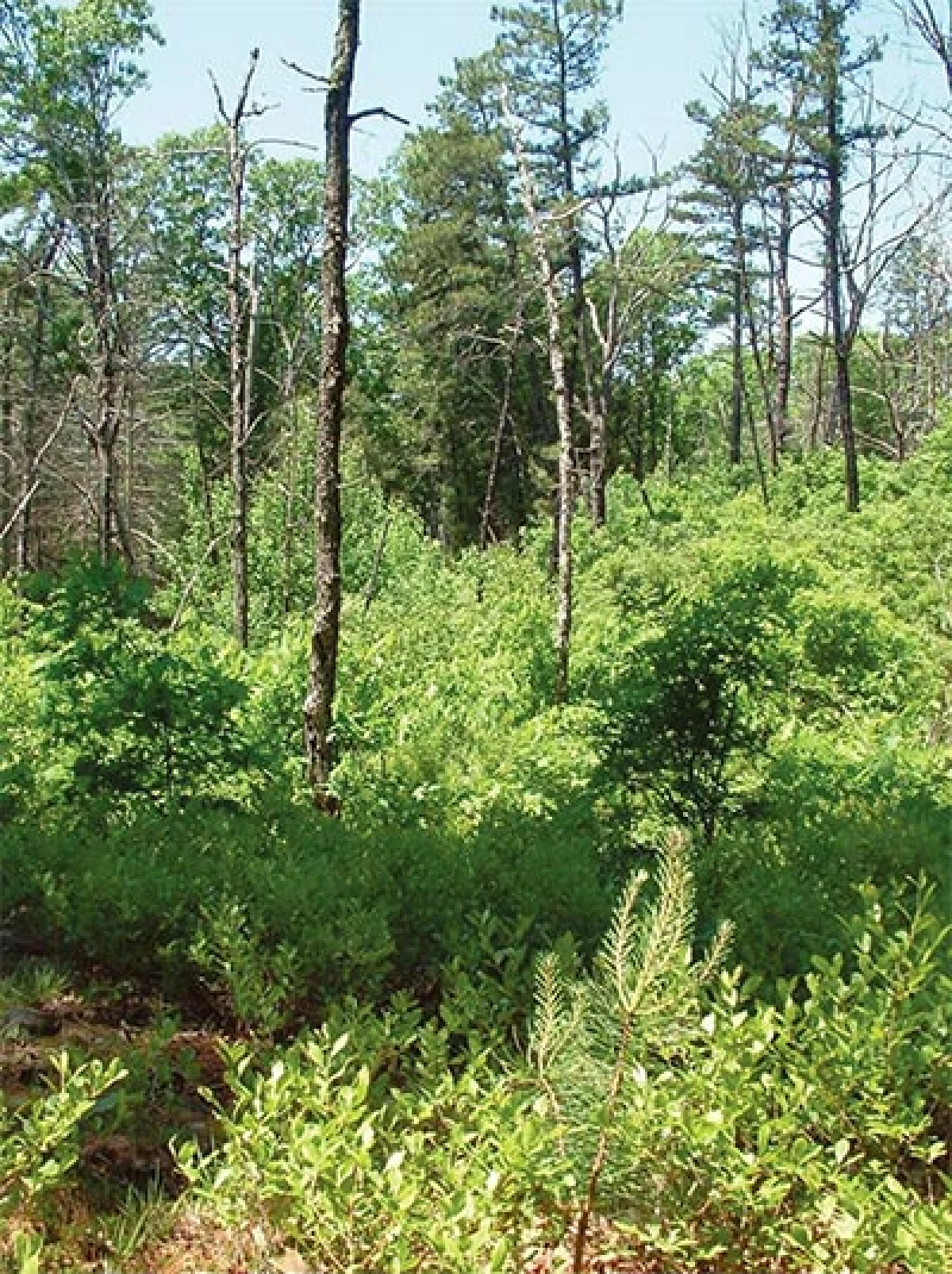 pine_barrens4.jpg