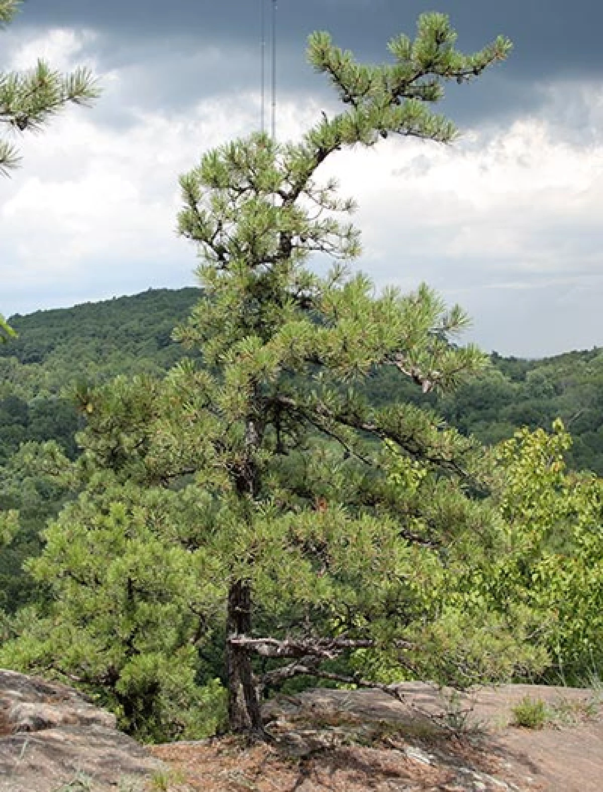 pine_barrens6.jpg