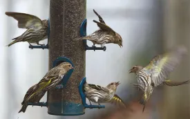 pine_siskens_feeder.jpg thumbnail