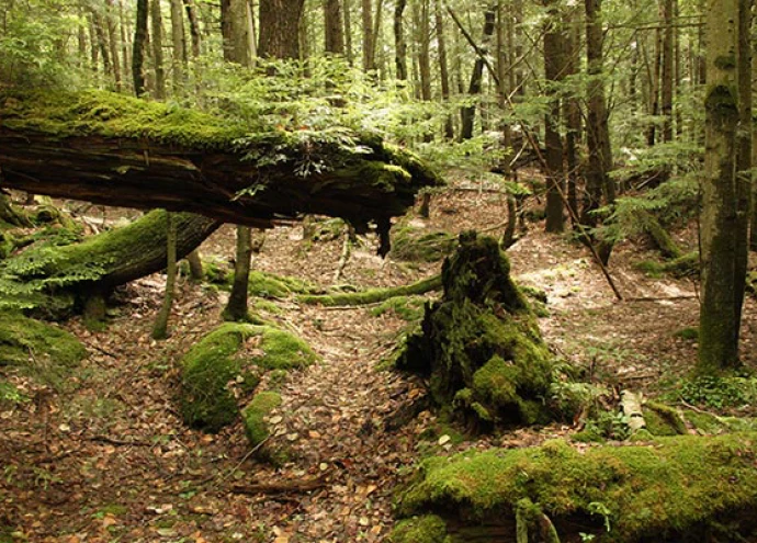 pisgah3.jpg