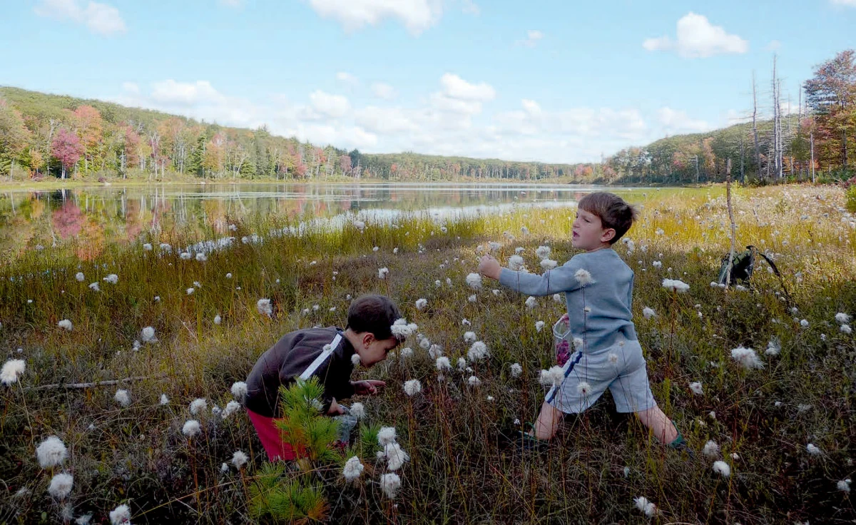 Picking cranberries