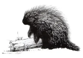 porcupine_.jpg thumbnail