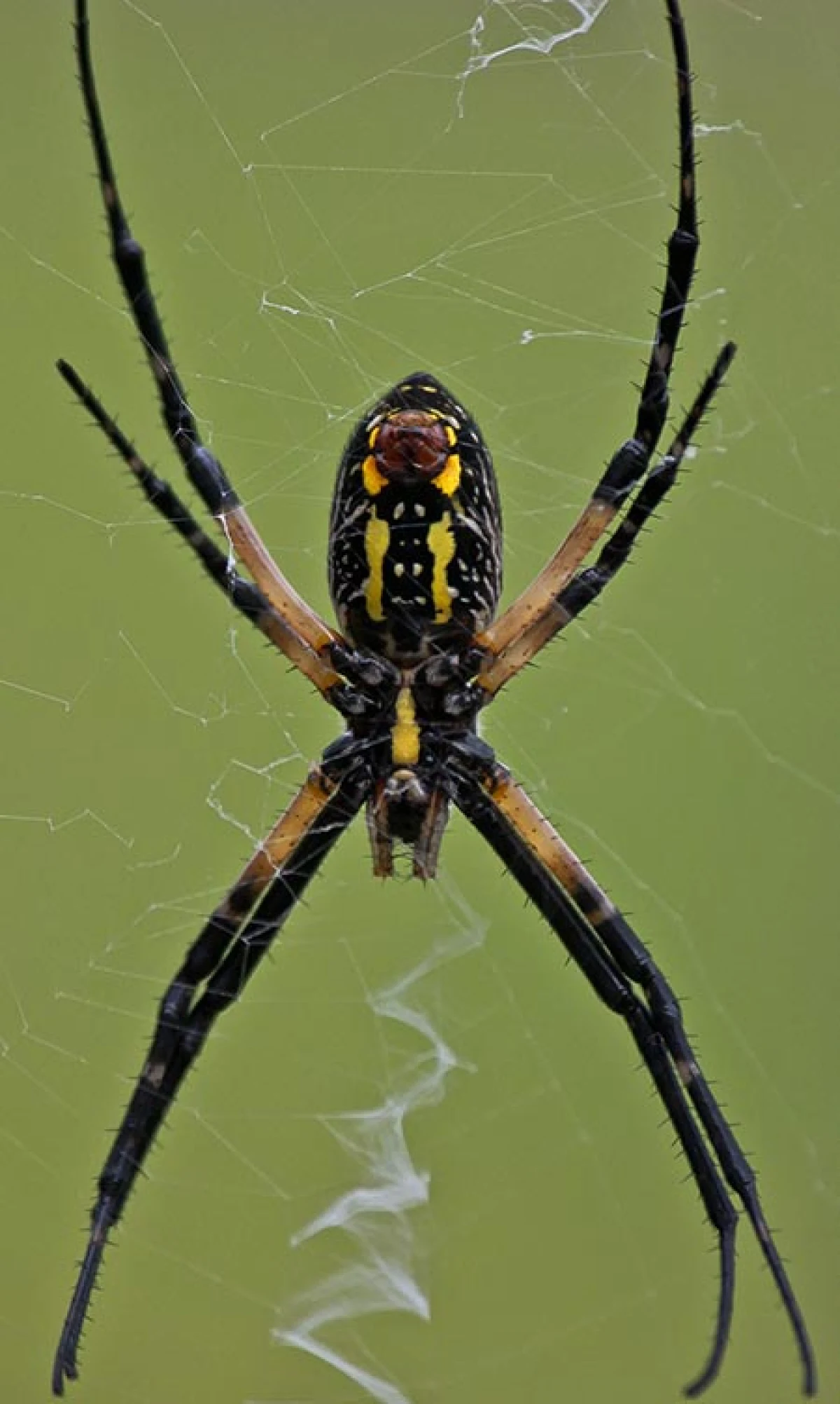 predators4.jpg