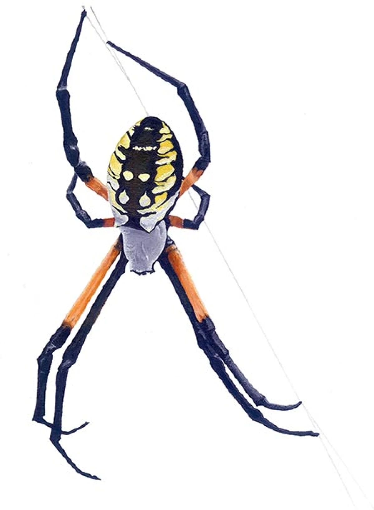 predators5.jpg