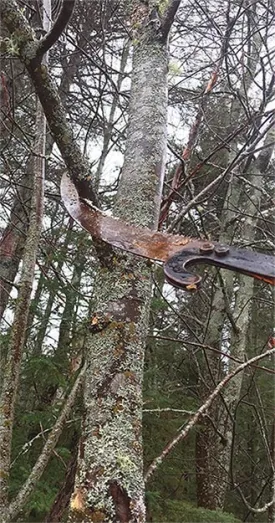 pruning_1.jpg thumbnail