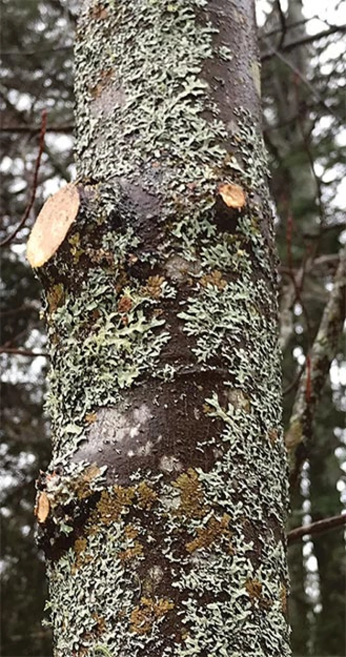 pruning_3.jpg
