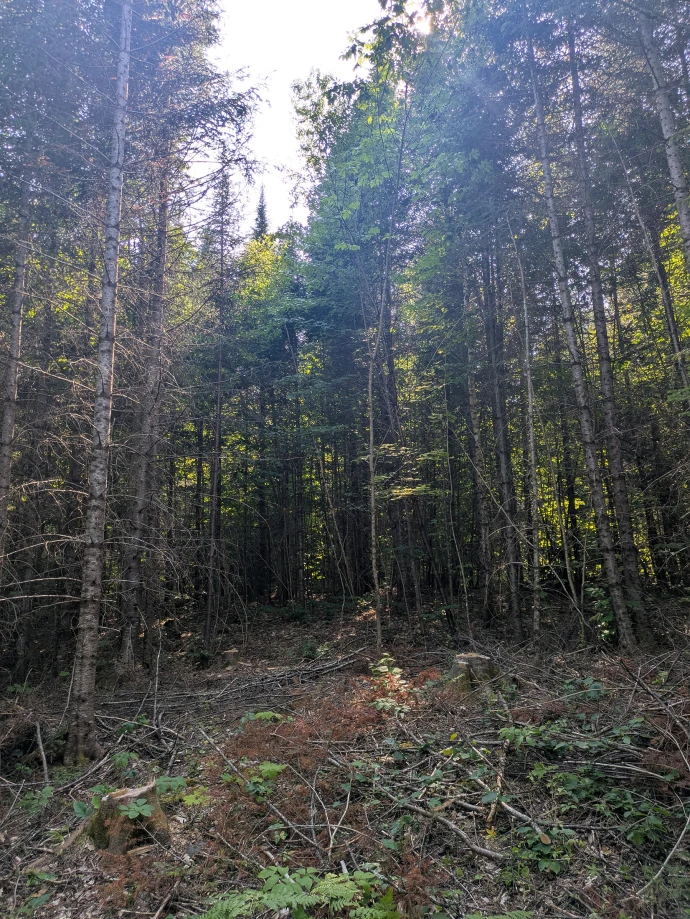Woods