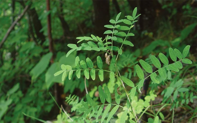 rare_plants_3.jpg